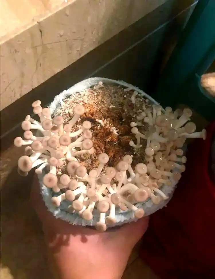 阳台种植蘑菇教程_阳台食用菌种植技术_阳台种植蔬菜