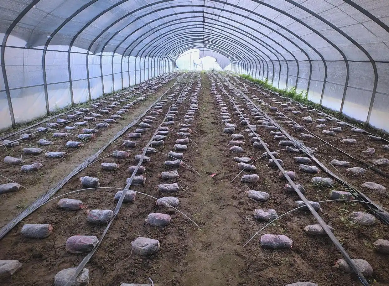 蘑菇种植关键步骤：选址、养料到采收的全程指南