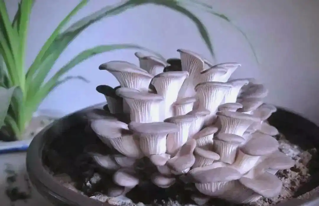 阳台蘑菇种植全方位指南：从选择到养护