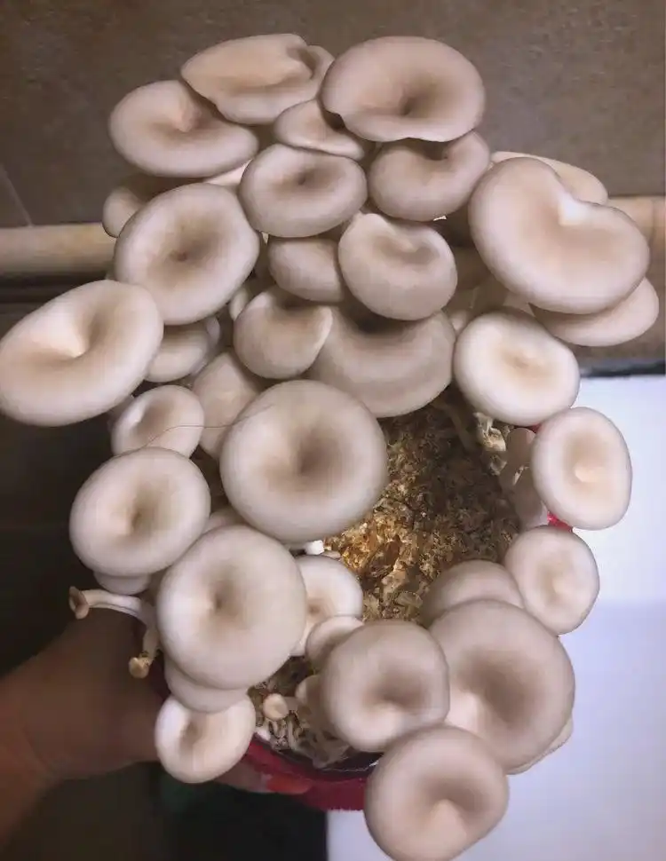 蘑菇阳台种植技巧_阳台种植蘑菇_阳台食用菌种植技术