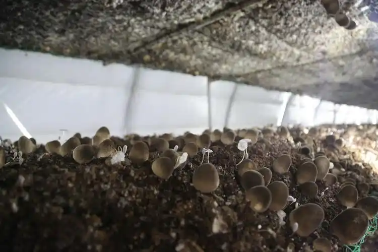 蘑菇阳台种植技巧_阳台食用菌种植技术_阳台种植蘑菇