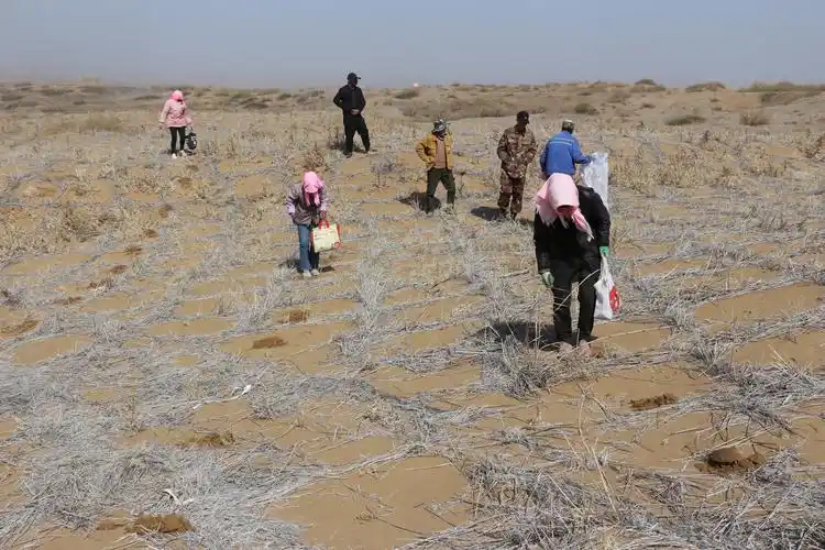 蘑菇阳台种植技巧_阳台食用菌种植技术_阳台种植蘑菇