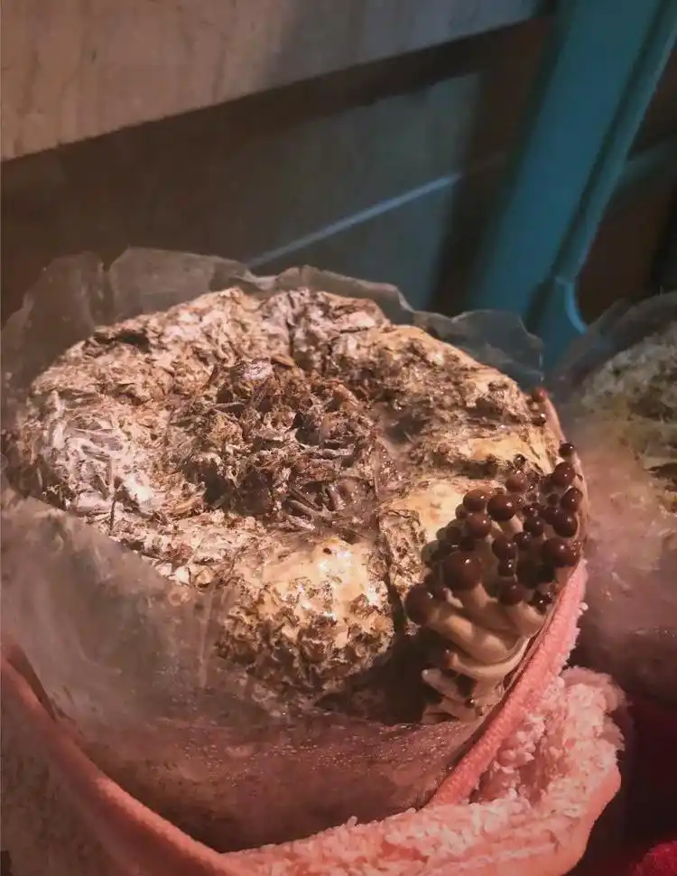 阳台食用菌种植技术_阳台种植蘑菇_蘑菇阳台种植技巧