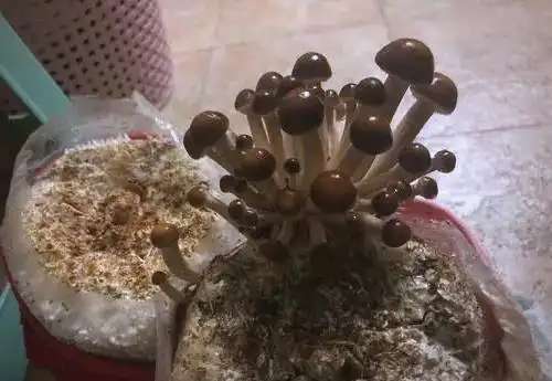 蘑菇阳台种植技巧_阳台种植蘑菇_阳台食用菌种植技术