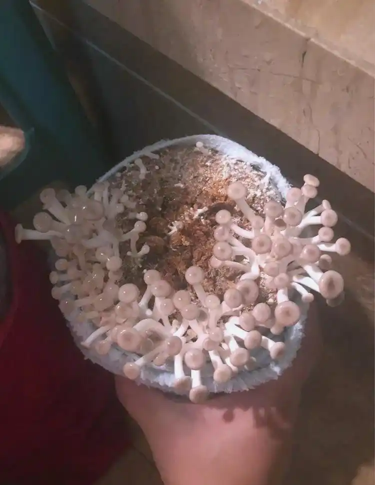 蘑菇阳台种植技巧_阳台食用菌种植技术_阳台种植蘑菇