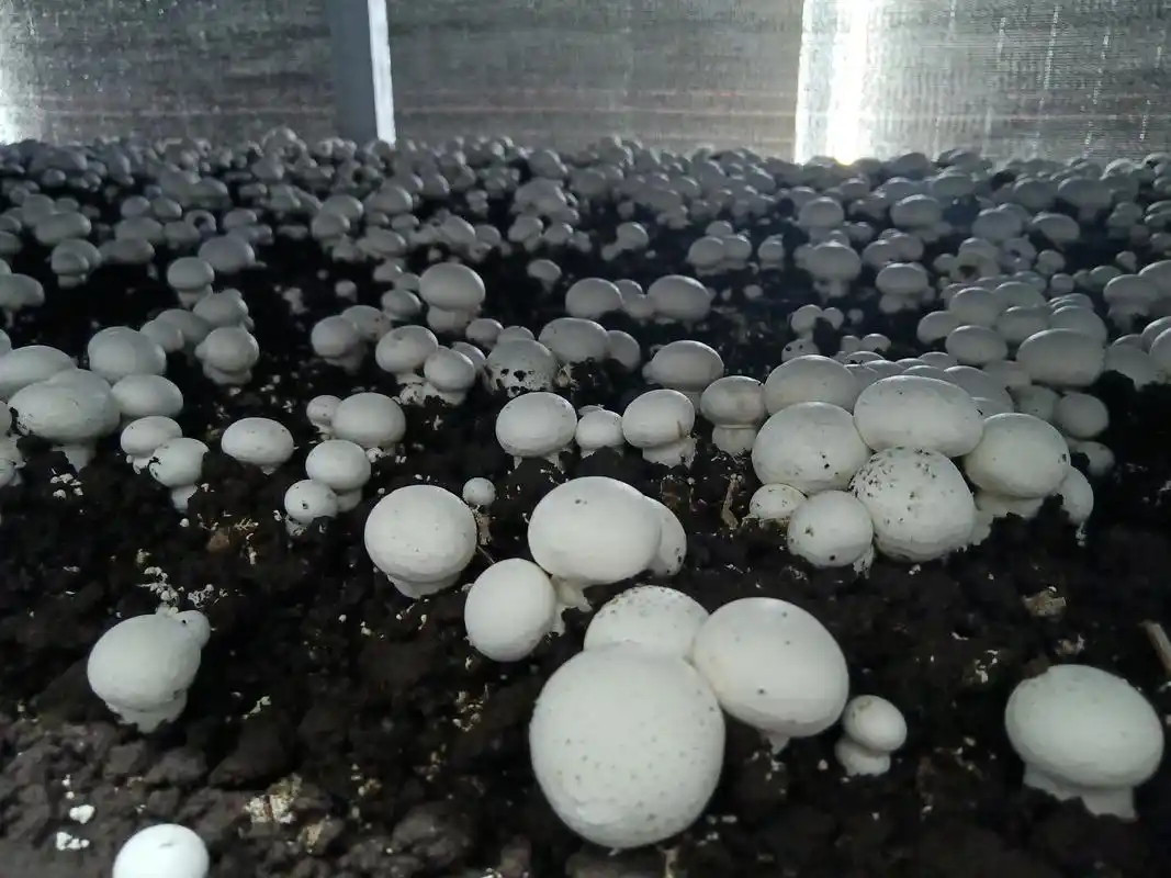 阳台食用菌种植技术_阳台种植蘑菇_蘑菇阳台种植技巧