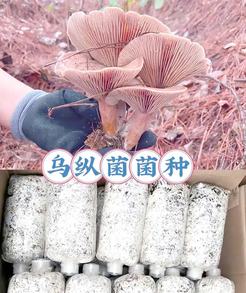 家庭食用菌种植指南：轻松掌握室内蘑菇生产