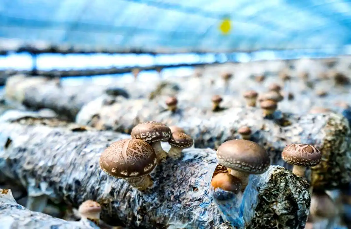 室内种植食用菌的详细指南：从准备到采收的全程详解