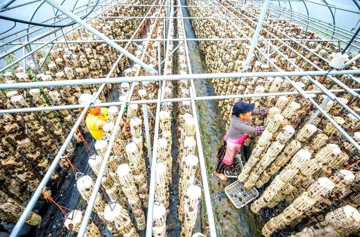 阳台食用菌种植技术_食用菌培养基质挑选_食用菌种植容器选择