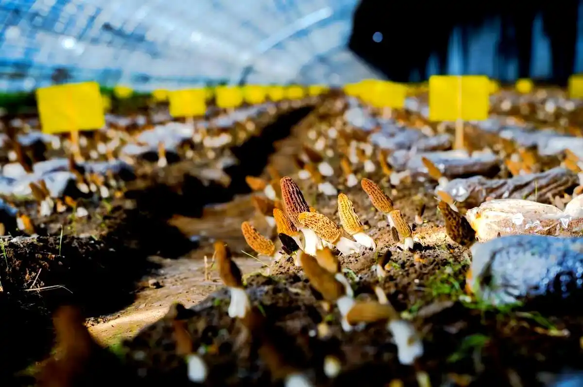 阳台食用菌种植技术_食用菌种植容器选择_食用菌培养基质挑选