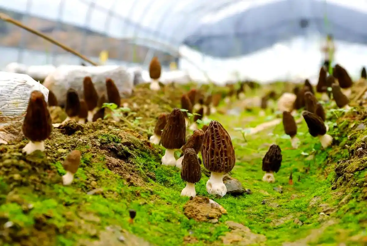 阳台食用菌种植技术_食用菌种植容器选择_食用菌培养基质挑选