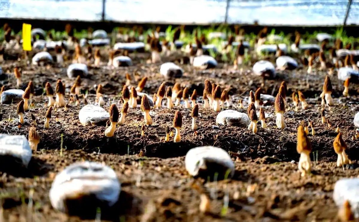 食用菌种植容器选择_食用菌培养基质挑选_阳台食用菌种植技术