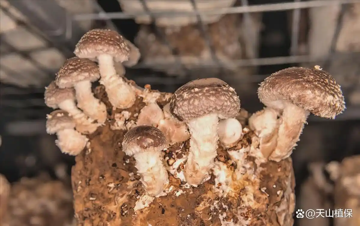 蘑菇种植技术和栽培方法