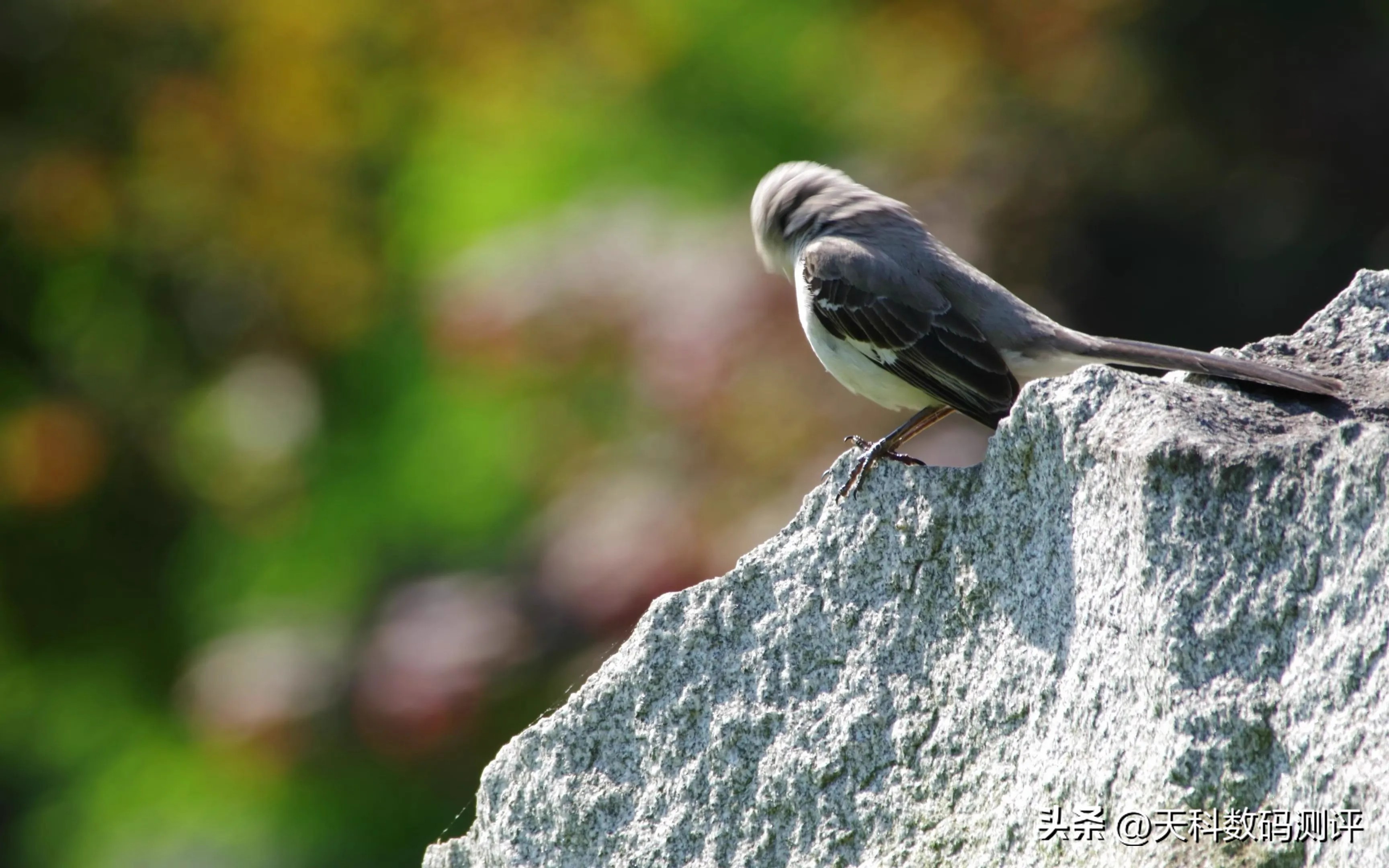 二手跌到千元!宾得‘暗夜战神’深度揭秘:小白轻松拍出1亿像素(图9) 宾得和佳能单反哪个好_宾得相机推荐_宾得入门级相机评测