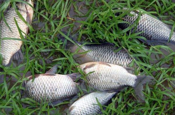 水库垂钓总没渔获,这些技巧试一试,想要空军都难(图3) 冷水型水库钓鱼技巧_垂钓时间管理窝料准备_水库钓大鱼技巧