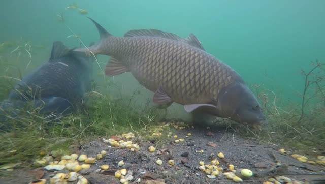 水库垂钓总没渔获,这些技巧试一试,想要空军都难(图5) 水库钓大鱼技巧_垂钓时间管理窝料准备_冷水型水库钓鱼技巧