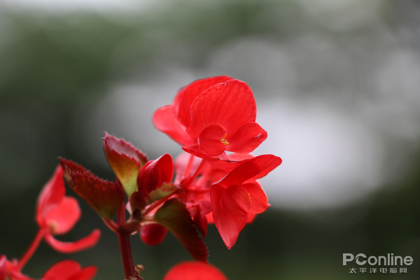 入门单反新宠来袭 佳能EOS 1500D/EOS 3000D评测(图15) rdgsthnset