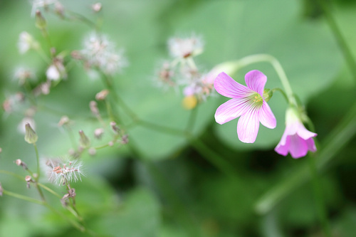 最强性能入门单反 佳能550D全国首发评测(图56) 佳能550D评测