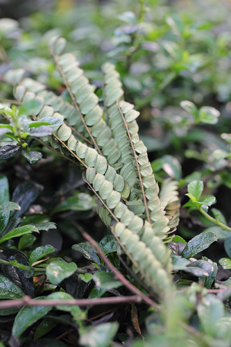 最强性能入门单反 佳能550D全国首发评测(图58) 佳能550D评测