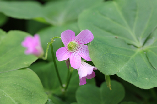 最强性能入门单反 佳能550D全国首发评测(图60) 佳能550D评测