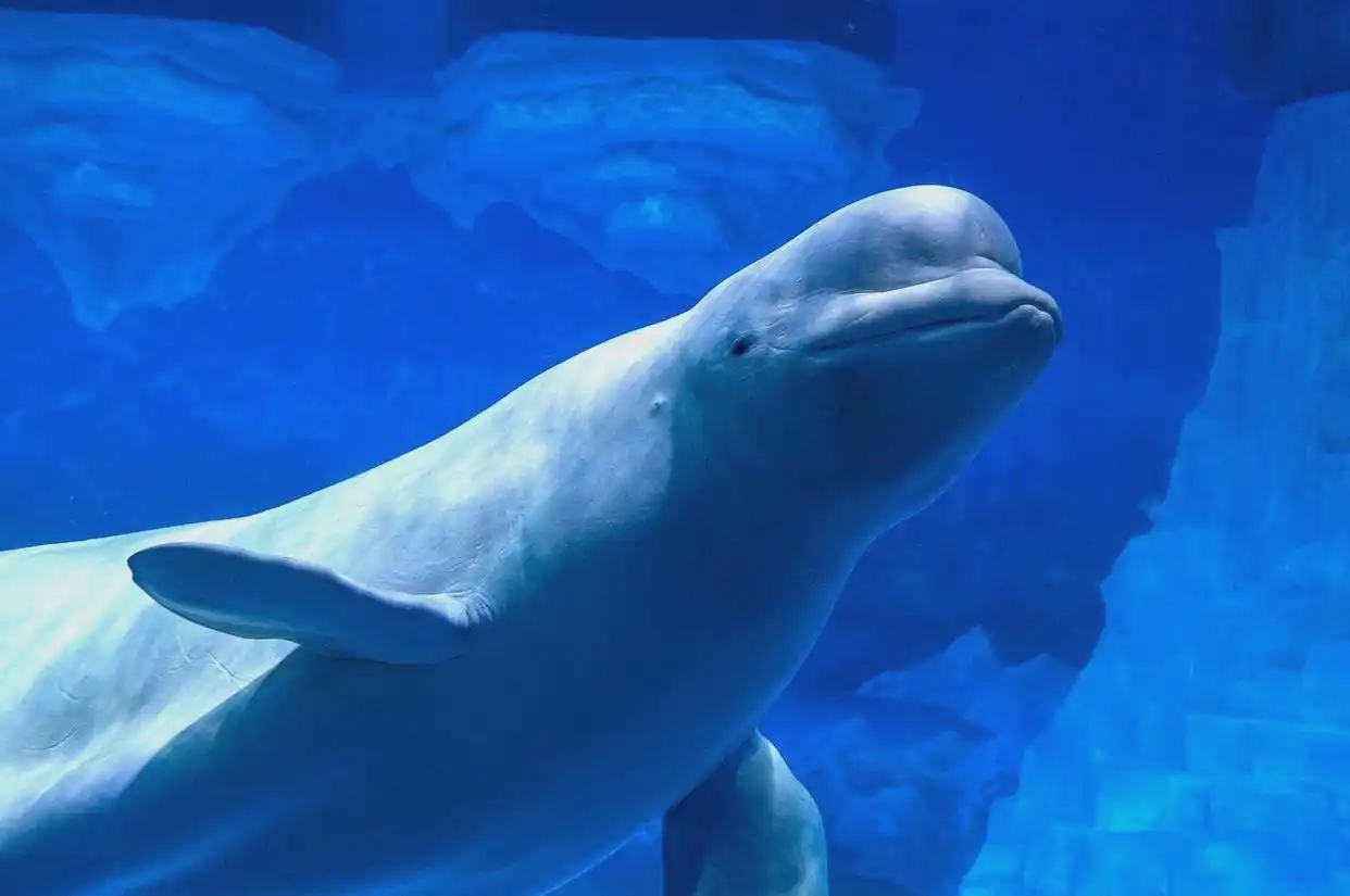 东北五A景区深度游:探寻伪满皇宫博物院与长白山之美(图9) 长白山景区建筑_长白山四季特色旅游_东北首批5A景区