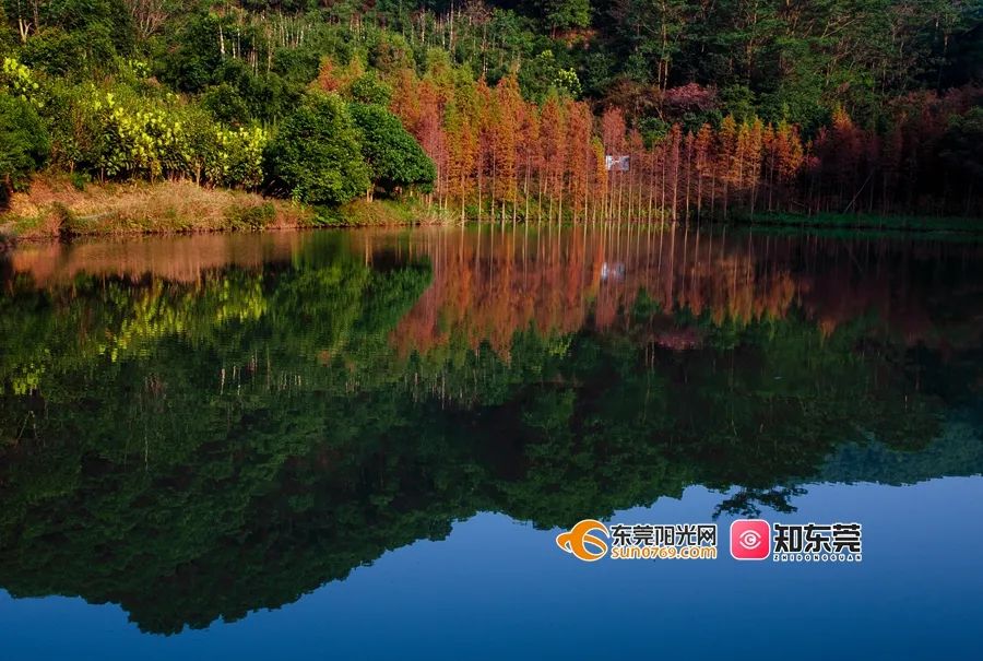 踏青、骑行、拍美照…东莞一日游攻略来了!(图11) 茶山南社明清古村落_东莞清明踏青攻略_东莞旅游哪里最好玩