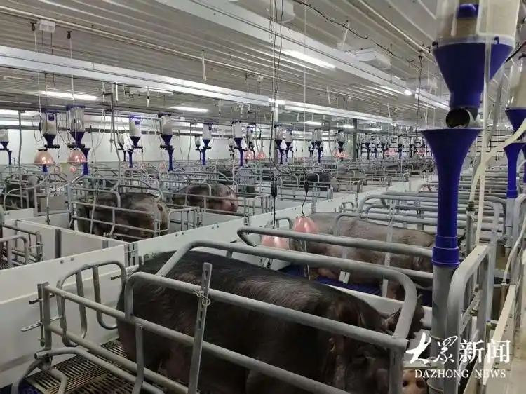 猪市入“凛冬”,“回暖”待何时?(图3) 养猪行情分析预测_养殖户生存现状分析_中国生猪市场低迷原因